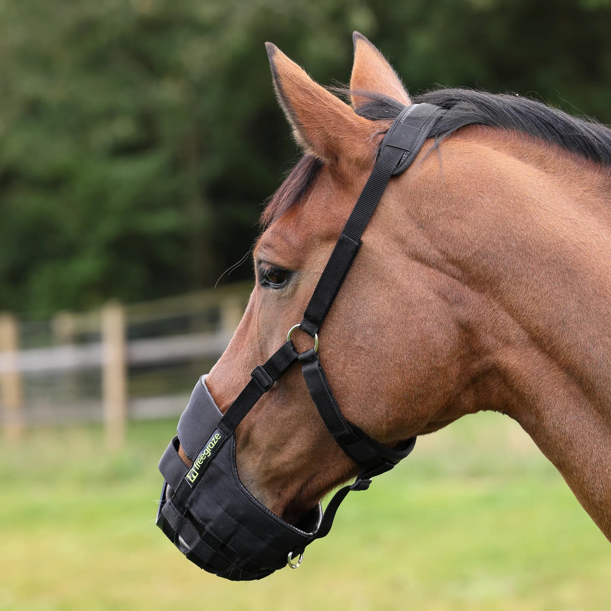 Shires Freegraze Airflow Grazing Grass Muzzle,  Horse Pony, Black, 5 Sizes