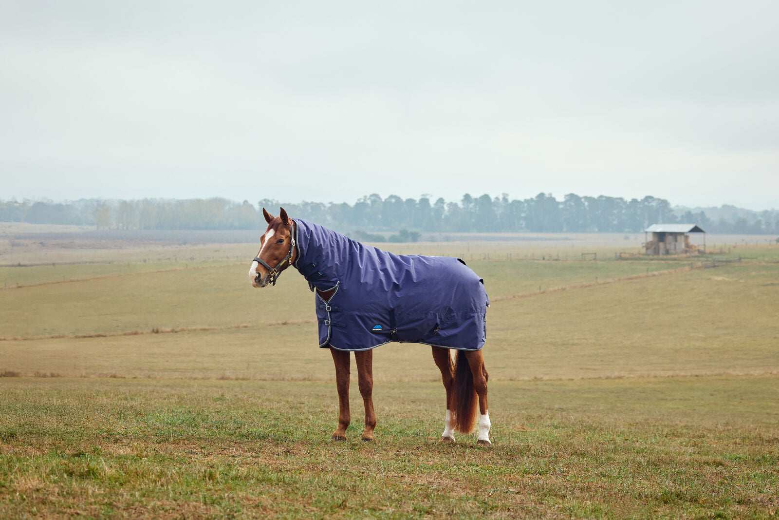 WEATHERBEETA COMFITEC TYRO 50G HORSE TURNOUT RUG, FULL NECK COMBO, LIGHTWEIGHT