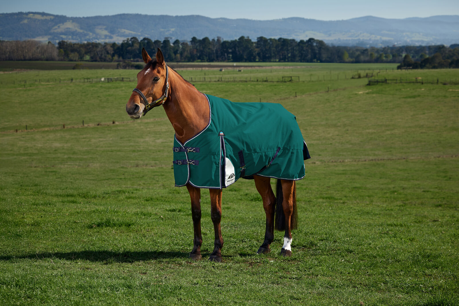 WEATHERBEETA COMFITEC PLUS DYNAMIC 0g HORSE TURNOUT RUG, STANDARD NECK, LIGHT