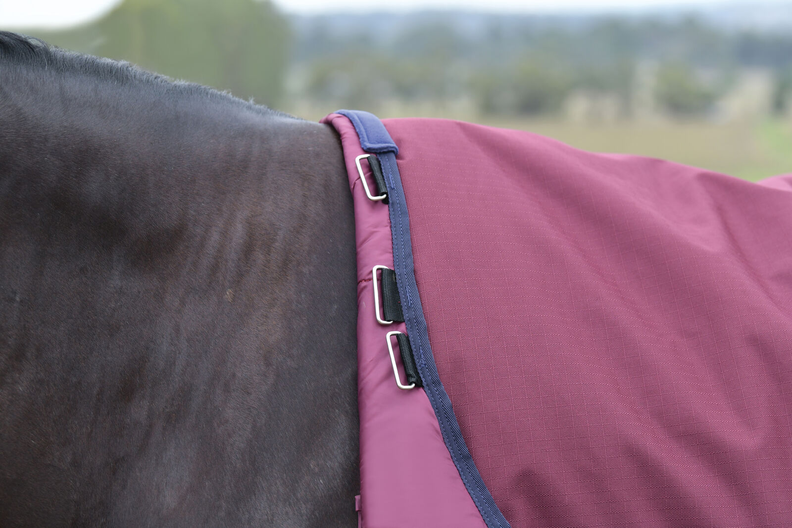 WEATHERBEETA COMFITEC ESSENTIAL 50g HORSE TURNOUT RUG, DETACH-A-NECK