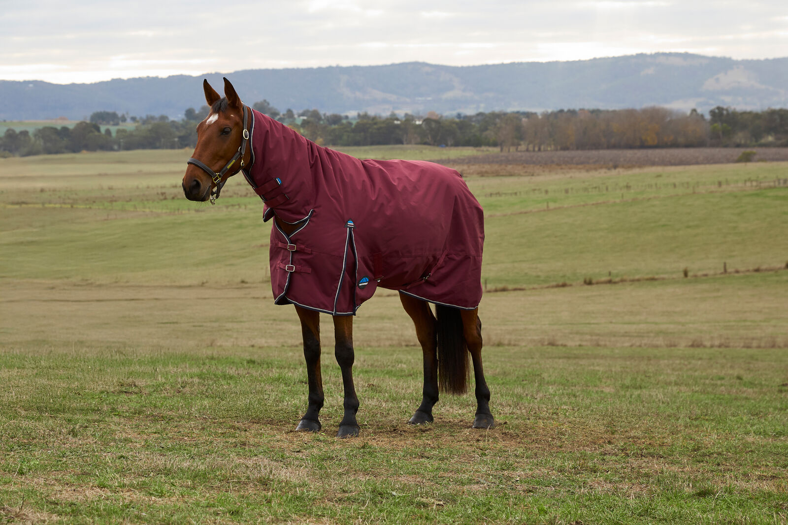 WEATHERBEETA COMFITEC PRELIM 0G HORSE TURNOUT RUG, FULL NECK COMBO, LIGHTWEIGHT