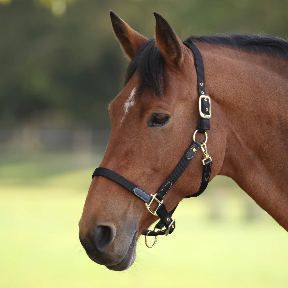 Shires ARMA Porto Pony/Horse Headcollar, 4 Colours, 4 Sizes