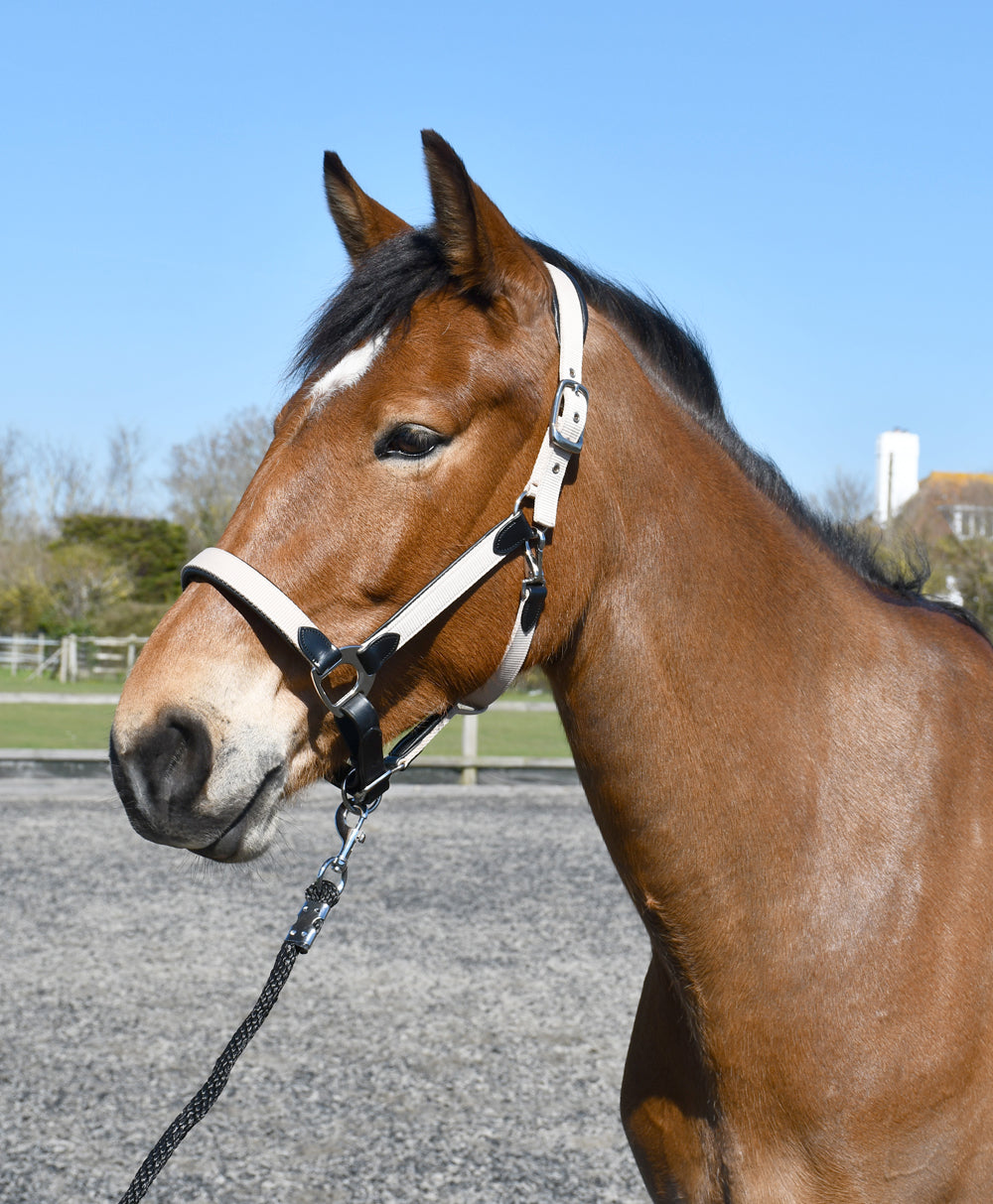 Heritage Saddlery Padded Leather Lined Headcollar,  Pony Cob Full XF, 2 Colours