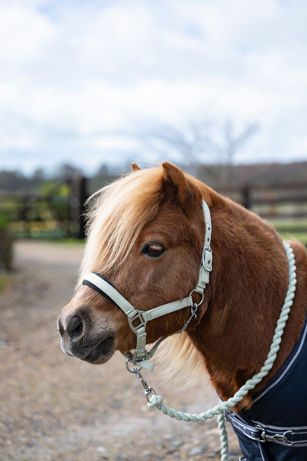 Rhinegold Sorbet Padded Headcollar And Luxe Leadrope Set, 3 Colours