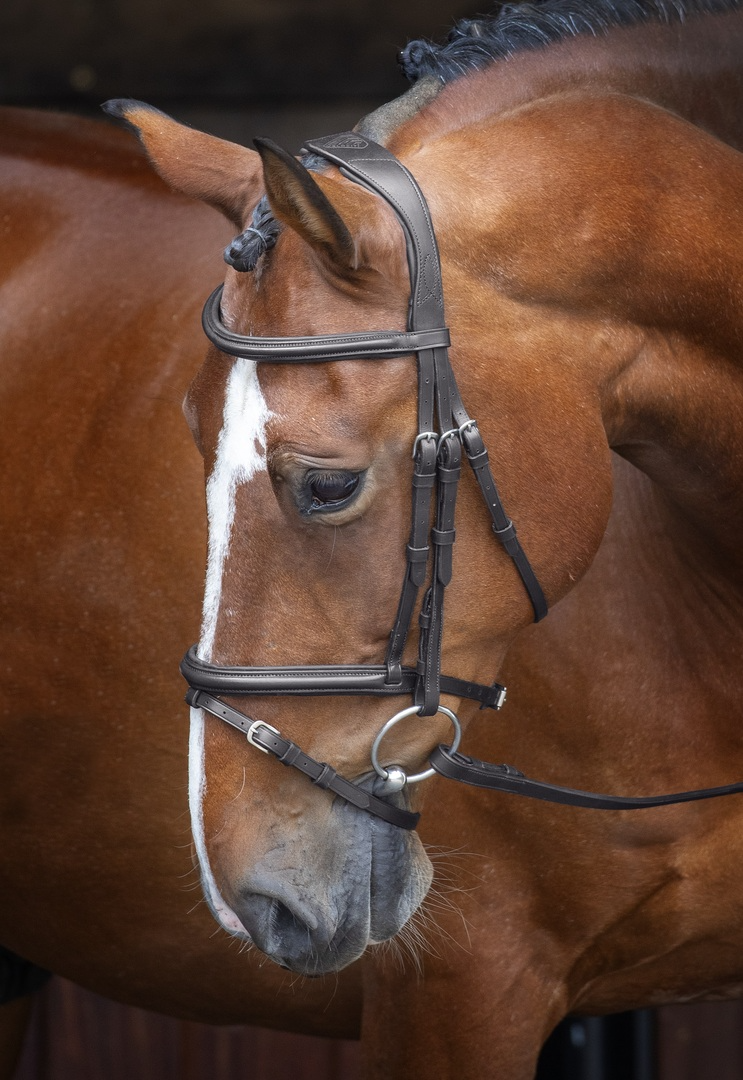 Shires Velociti Rapida Padded Raised Flash Bridle