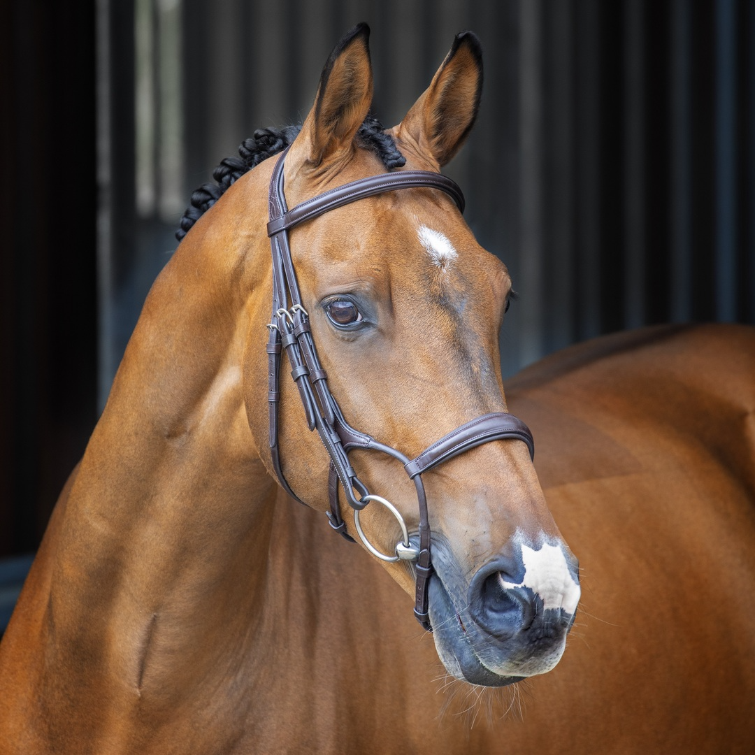 Shires Velociti Lusso Rolled Padded Cavesson Bridle, Black, Havana, 4 Sizes