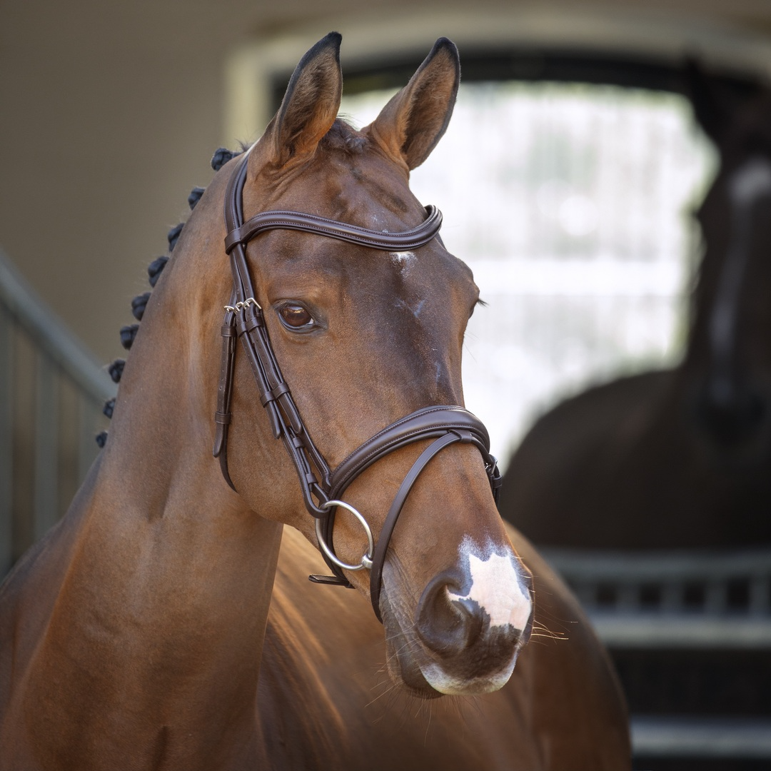 Bridle, Shires Velociti Lusso Padded Rasied Flash Bridle, Black, Havana, 4 Sizes