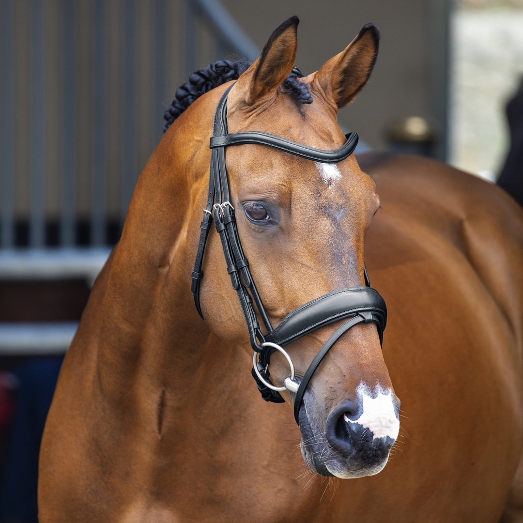 Bridle, Shires Velociti Lusso Dressage Flash Bridle, Black, Havana, 3 Sizes