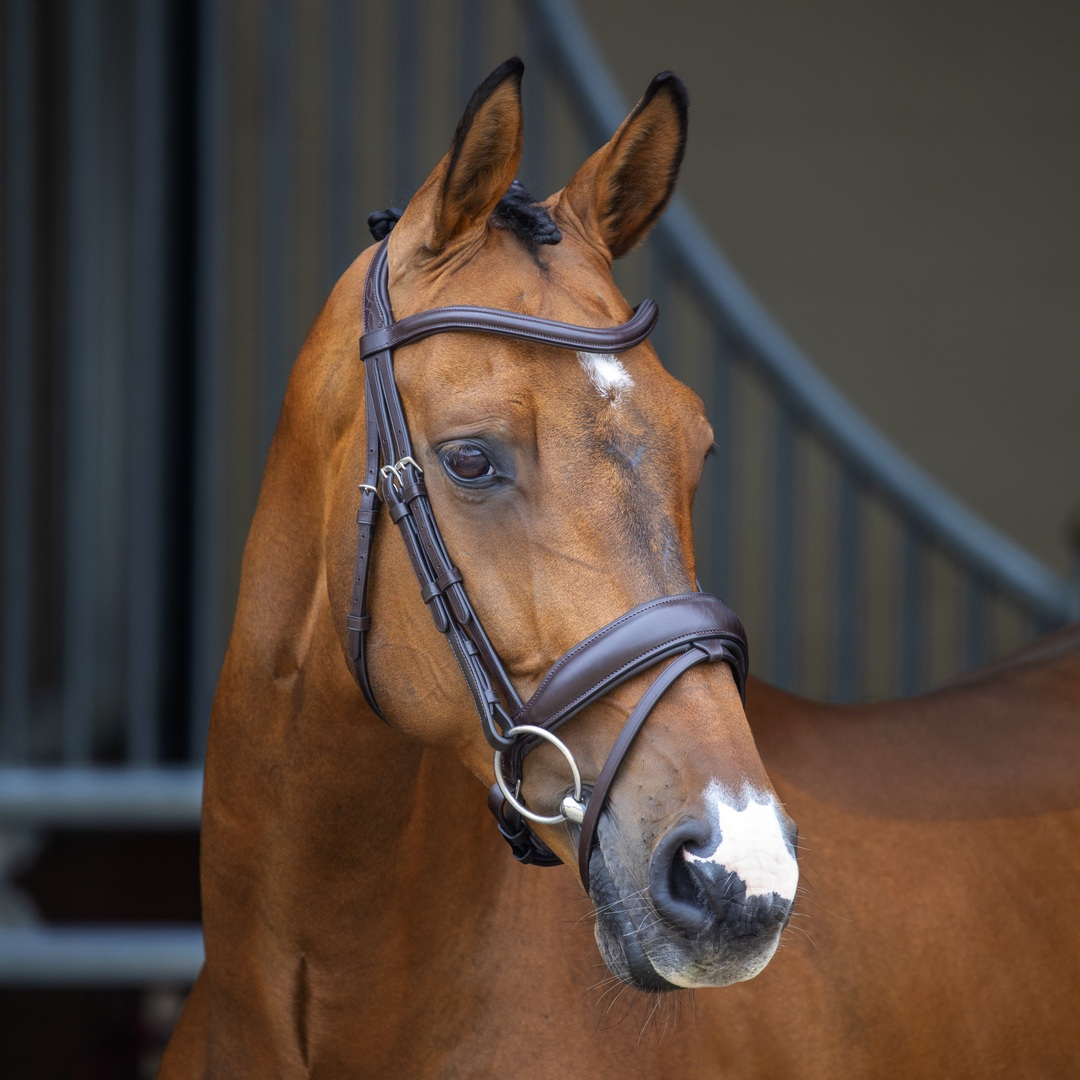 Bridle, Shires Velociti Lusso Dressage Flash Bridle, Black, Havana, 3 Sizes