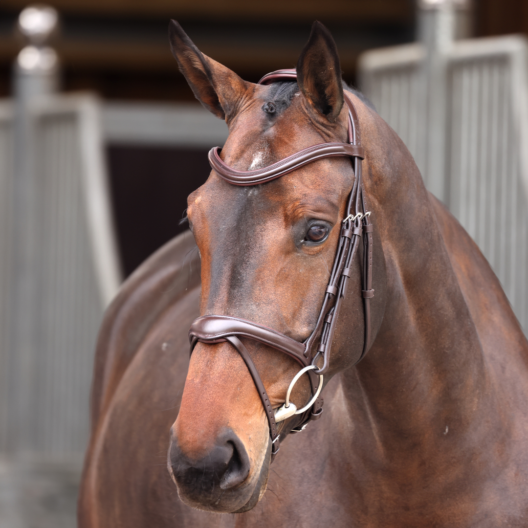 Bridle, Shires Velociti Lusso Elite Flash Bridle, Black or Havana, 4 Sizes
