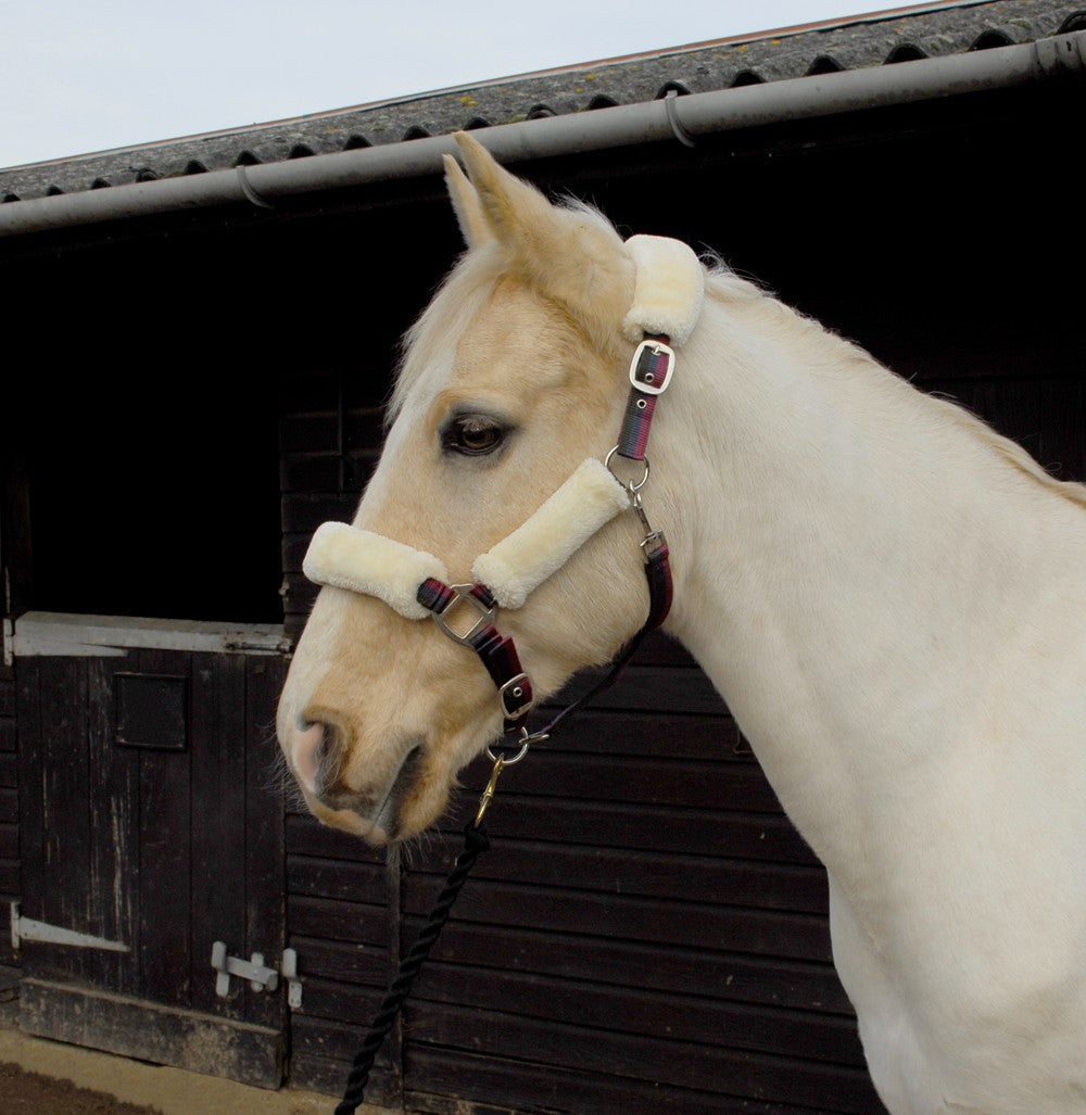 Picture of Rhinegold Fur Trim Horse/Pony Headcollar,  4 Sizes.