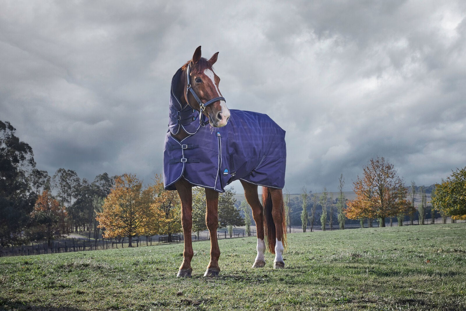 Picture of WEATHERBEETA COMFITEC PRELIM 220G HORSE TURNOUT RUG, FULL NECK COMBO