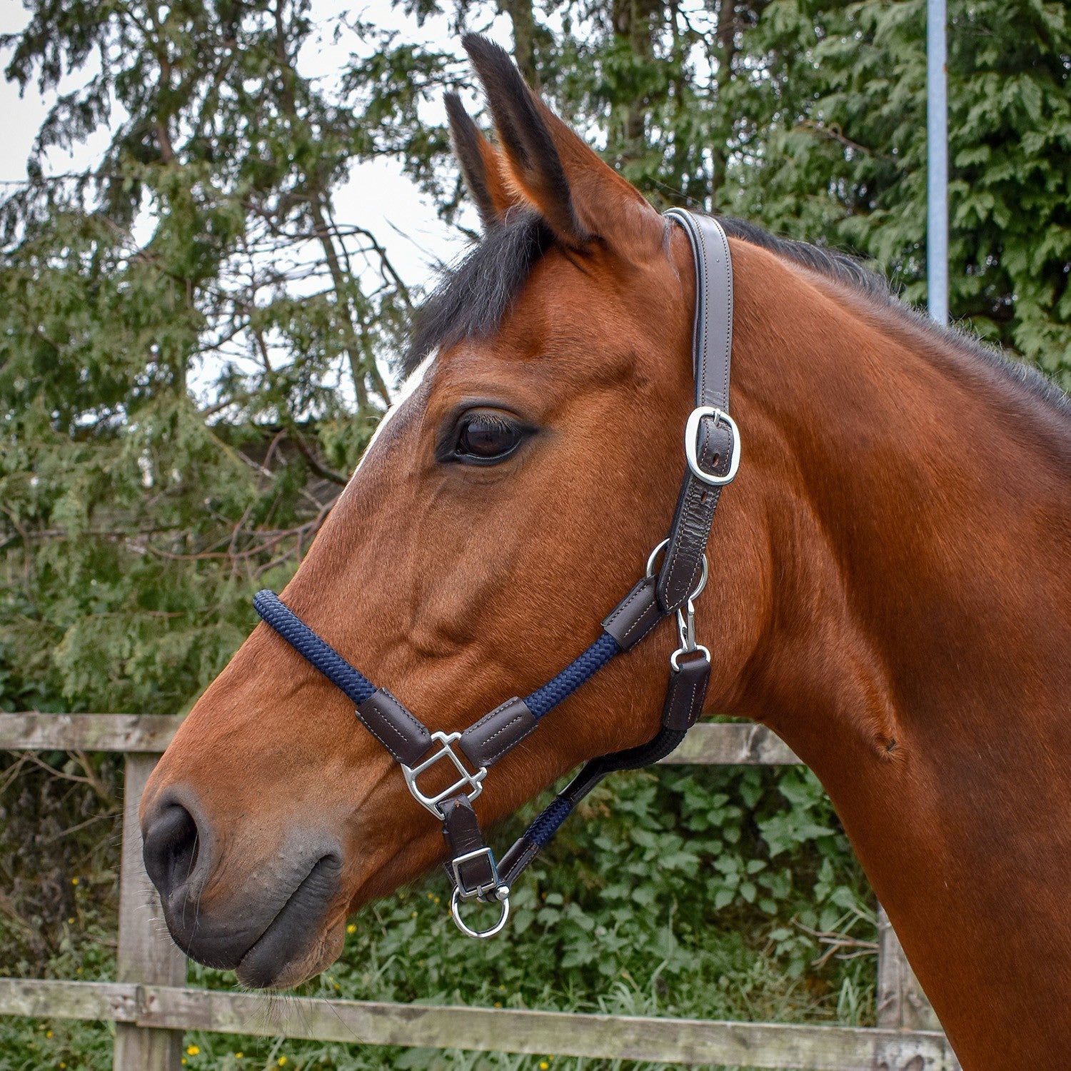 Picture of Whitaker Raywell Soft Rope Headcollar, Brown/Navy, 3 Sizes