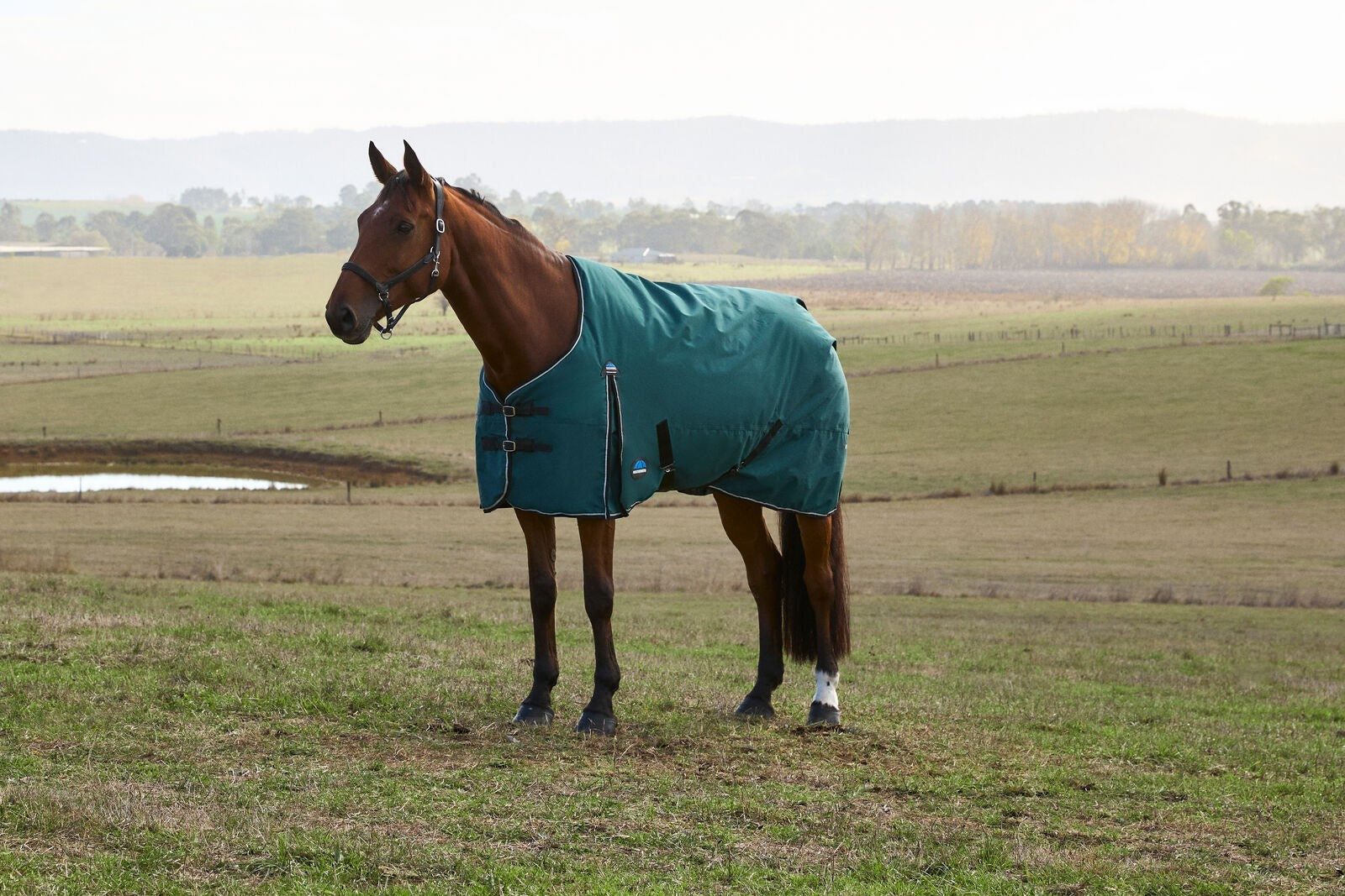 Picture of WEATHERBEETA COMFITEC CLASSIC 220G HORSE TURNOUT RUG, STANDARD NECK.