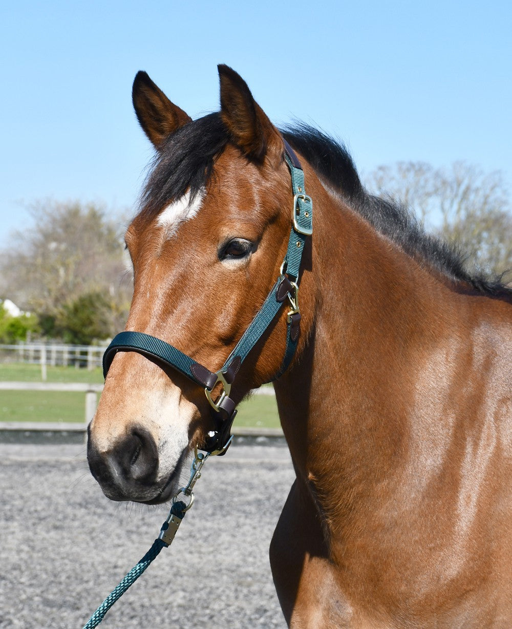Picture of Heritage Anatomical Leather Lined Headcollar 2 Colours 4 Sizes