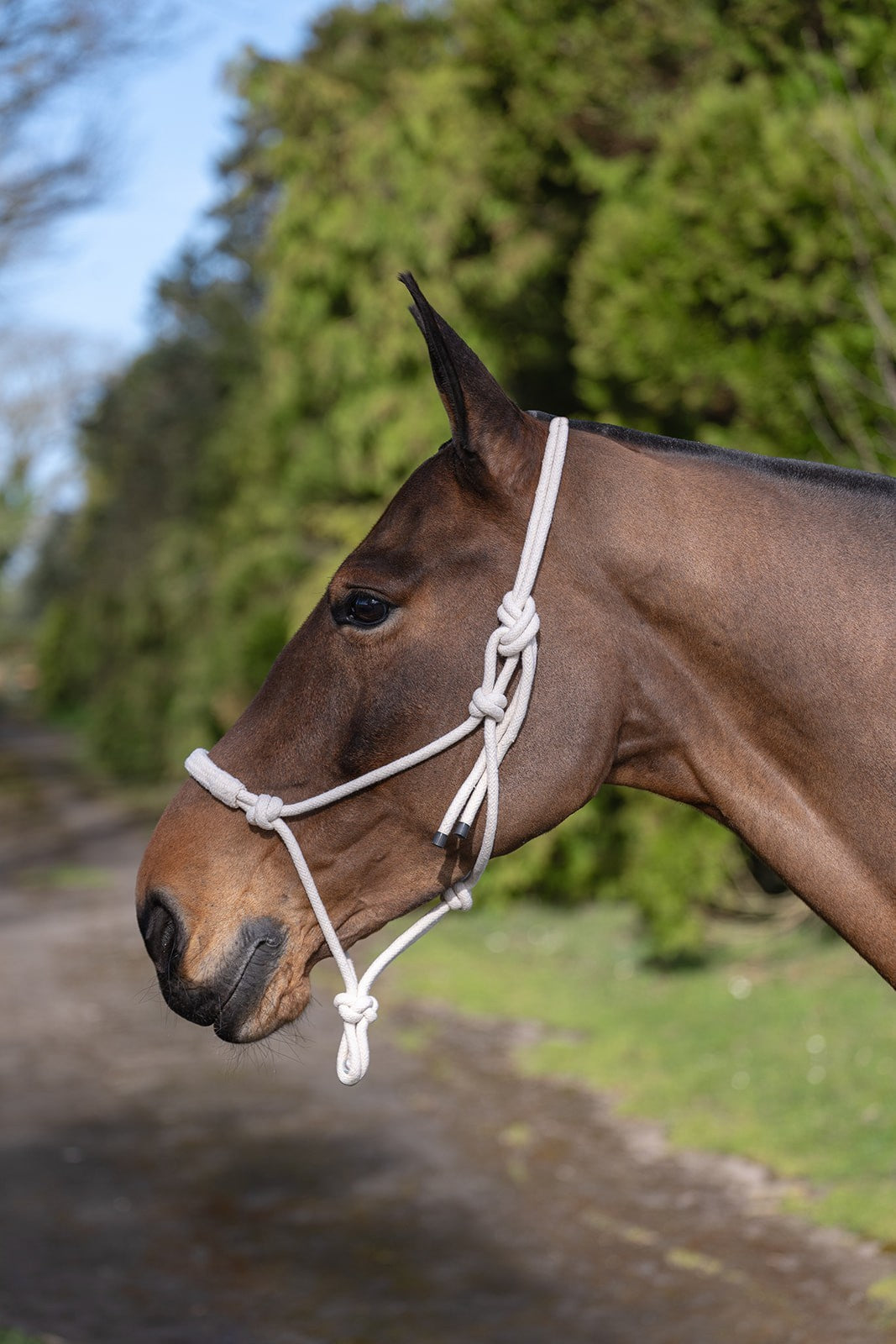 Picture of Rhinegold Natural Unbleached Cotton Halter Headcollar
