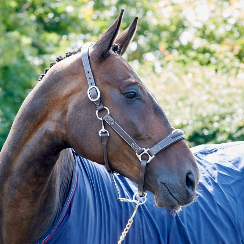 Picture of Whitaker Chicago Leather Headcollar , Black / Havana, 3 Sizes