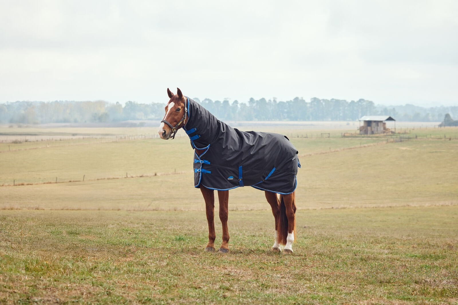 Picture of WEATHERBEETA COMFITEC TYRO 220G HORSE TURNOUT RUG, FULL NECK COMBO, MEDIUMWEIGHT