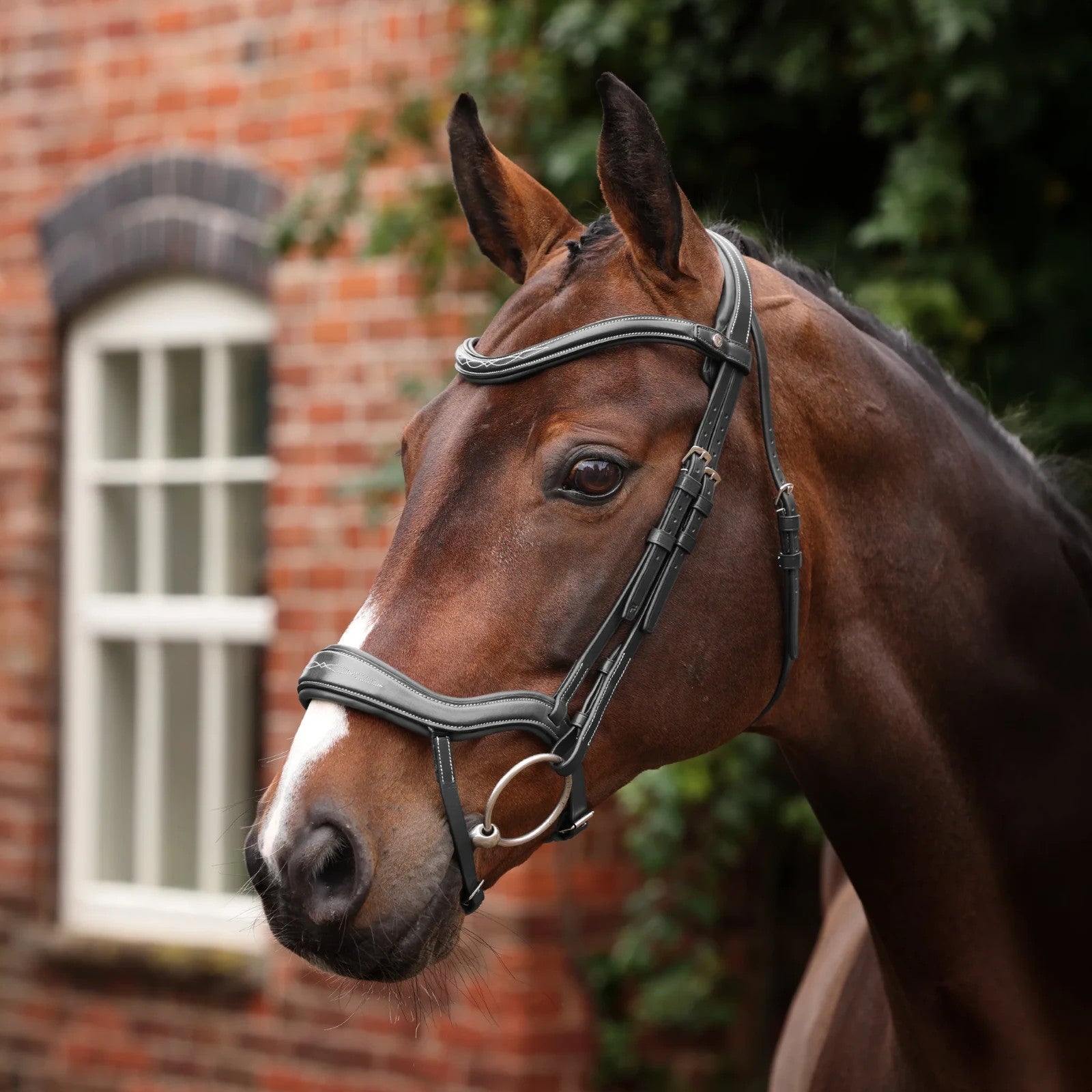 Picture of Shires Velociti LUSSO Opus 180M Ergonomic Flash Bridle, Black / Havana, 4 Sizes