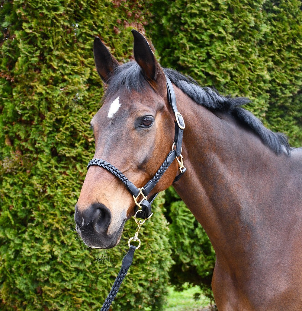 Picture of Rhinegold Lazio Plaited Leather Headcollar With Matching Leather Lead, Black.