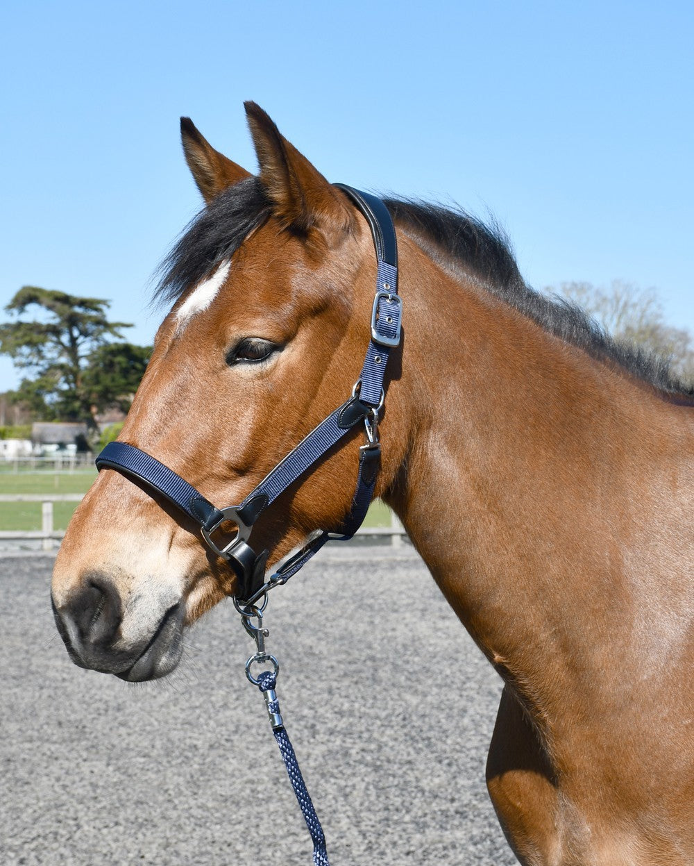 Picture of Heritage Anatomical Leather Lined Headcollar 2 Colours 4 Sizes