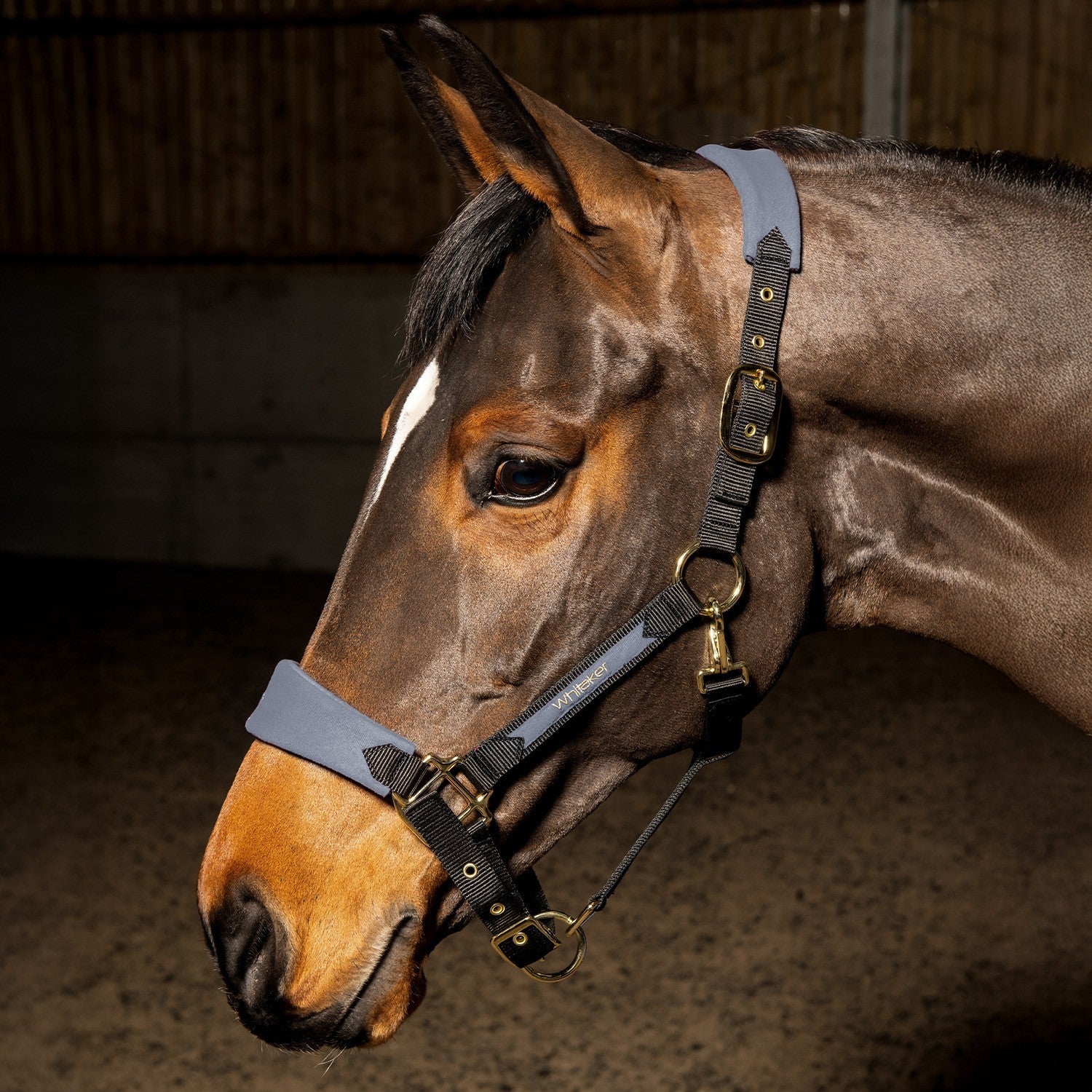 Picture of Whitaker Harewood Headcollar , Navy / Grey / Red, 2 Sizes