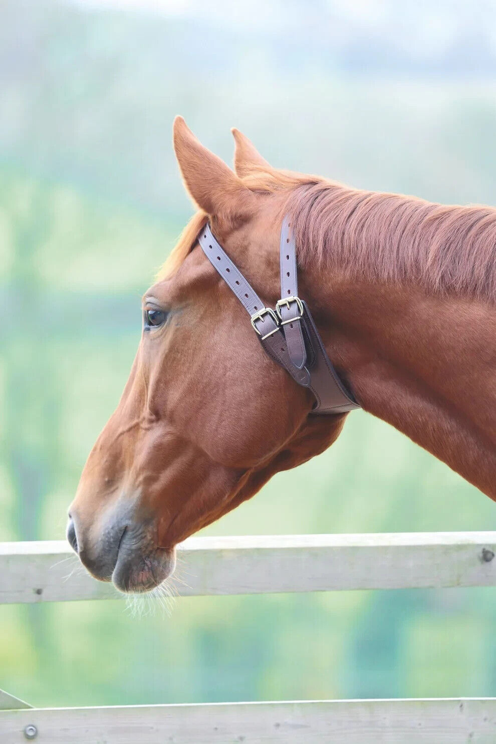 Picture of Shires Anti-Crib Collar, Horse or Pony. Humane.