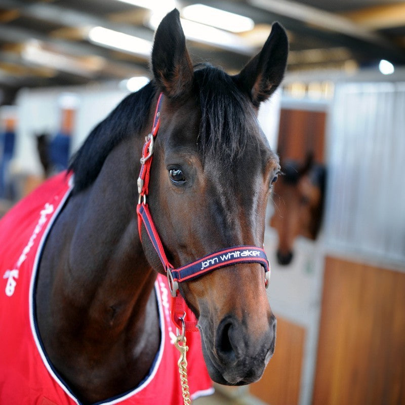Picture of Whitaker Padded Fleece Headcollar , Red/Navy, 3 Sizes