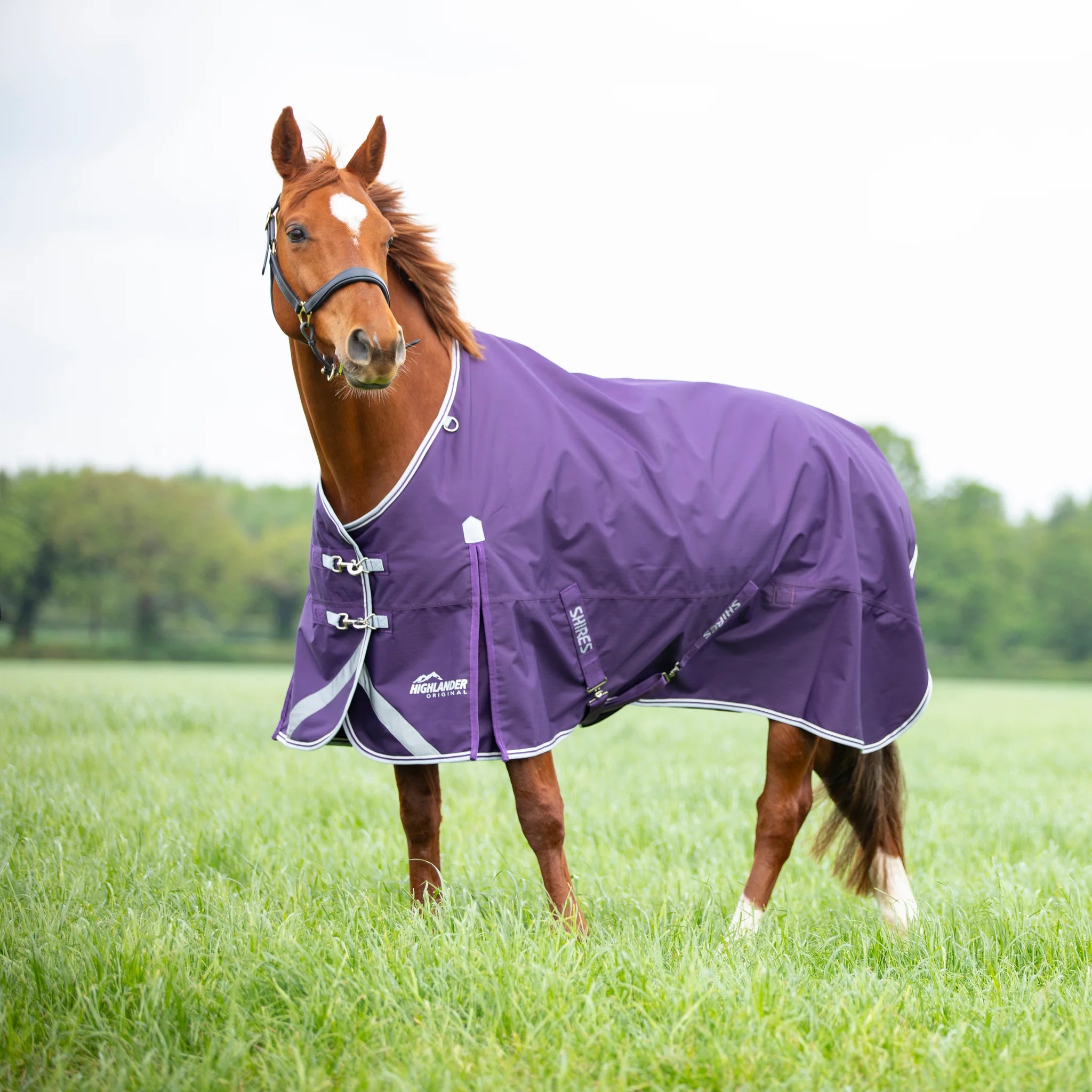 Shires Highlander Original 100g Horse/Pony Turnout Rug, Plum