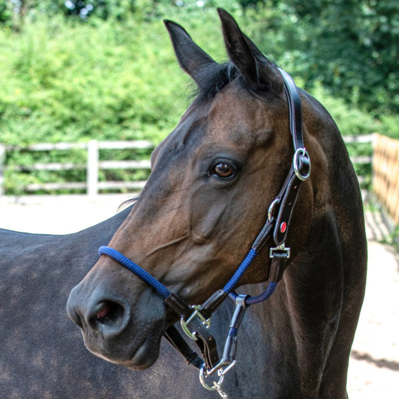 Whitaker Raywell Soft Rope Headcollar, Brown/Navy, 3 Sizes