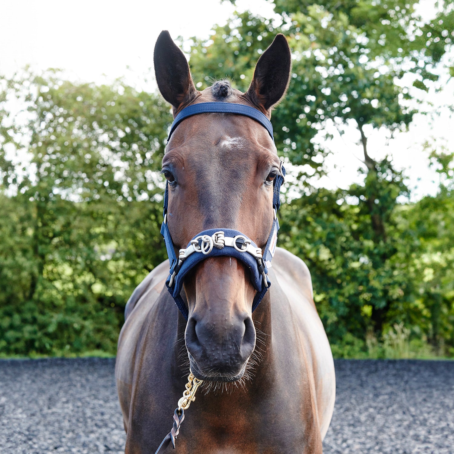 Whitaker Lunge Cavesson, Lunging, Horse Training, Navy, 2 Sizes