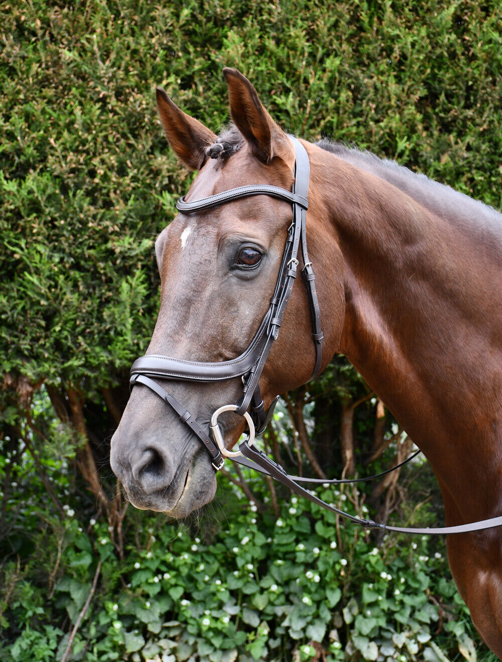 Picture of Rhinegold Leather Pro-Anatomical Bridle | Black or Havana, 3 Sizes