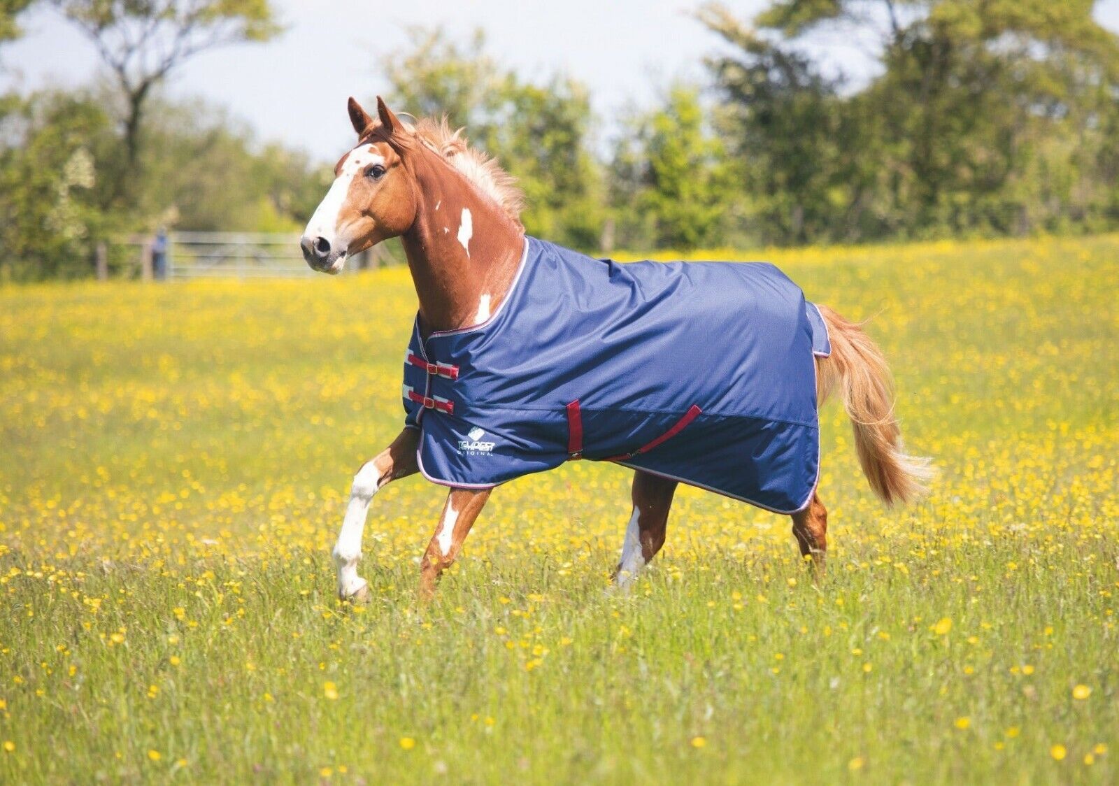 Picture of Shires Tempest Original Air Motion Lite Horse Turnout Rug | Lightweight | 0g