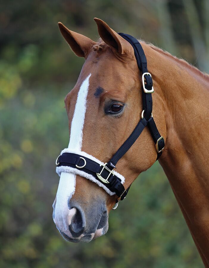 Picture of Shires Nylon Fleece Lined Lunge Cavesson in Black or Raspberry