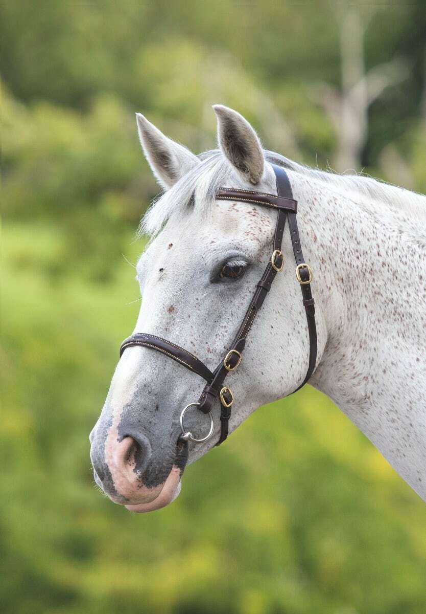 Picture of Shires Velociti Gara Fancy Stitched In-Hand Horse/Pony Bridle |2 Colours|4 Sizes