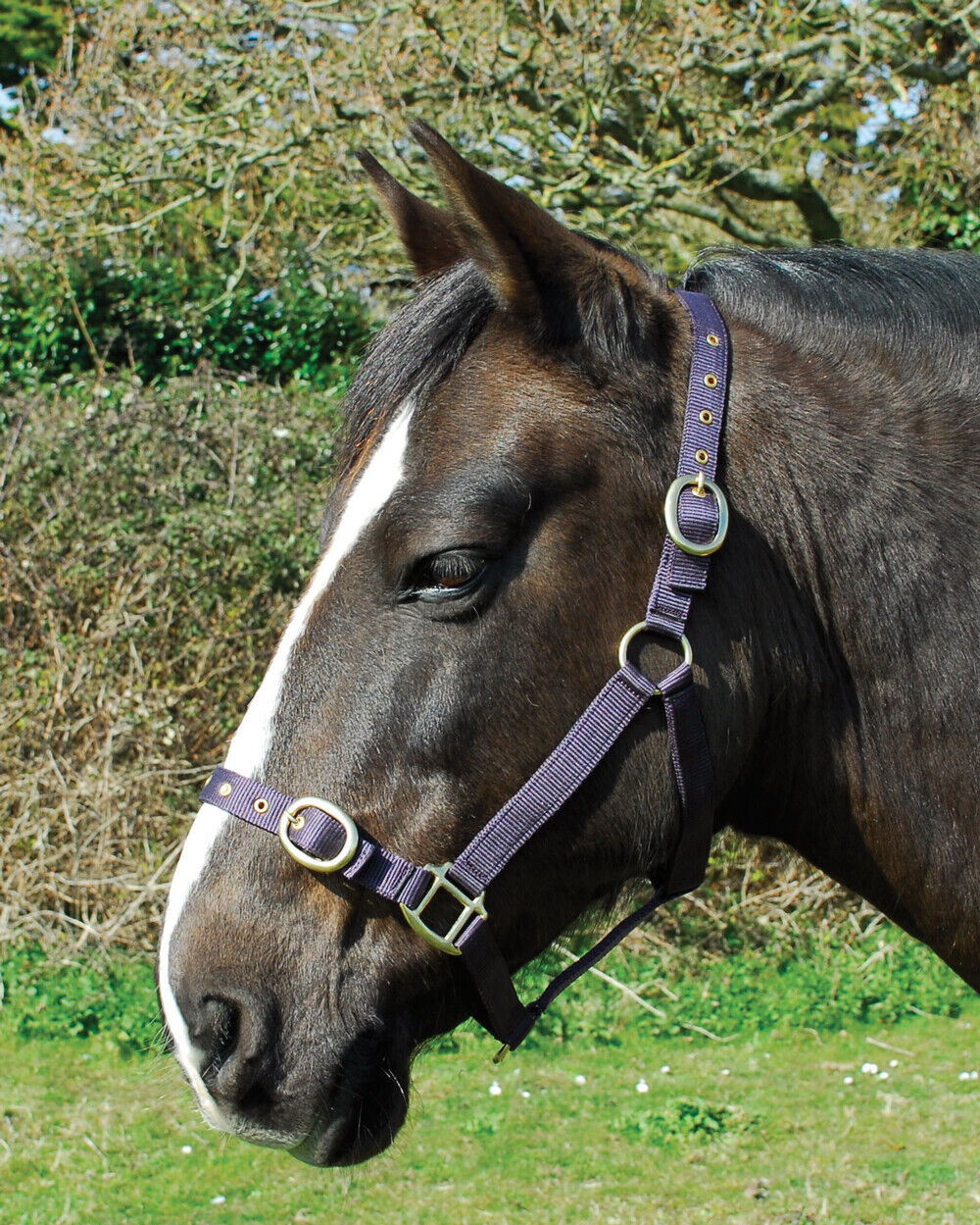 Picture of Rhinegold Nylon Horse/Pony Headcollar | Adjustable | 18 Colours | 4 Sizes