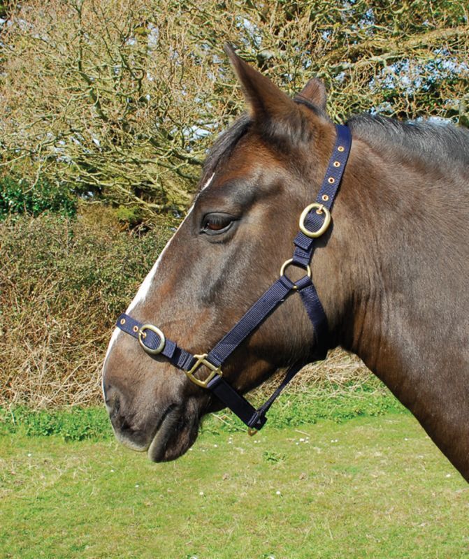 Picture of Rhinegold Nylon Horse/Pony Headcollar | Adjustable | 18 Colours | 4 Sizes
