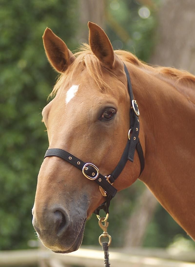 Picture of Shires Adjustable Nylon Headcollar, Horse, Pony.