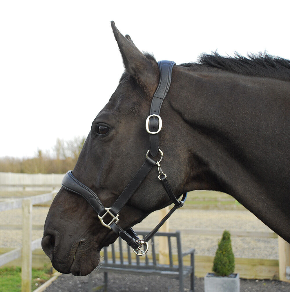 Picture of Rhinegold Softee Pro-Anatomical Leather Headcollar | Black | Pony Cob Full XF