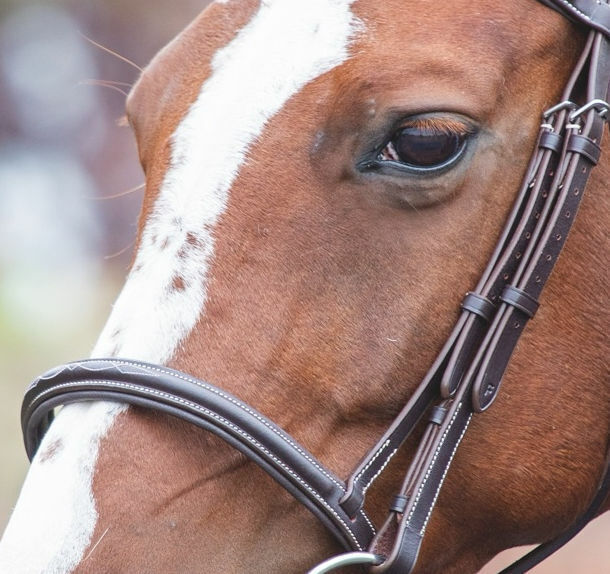 Picture of Shires Avignon Padded Raised Cavesson Leather Noseband | 3 Colours