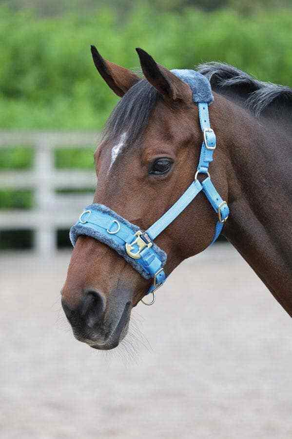 Picture of Shires Horse Lunging Cavesson | Fleece Lined | 4 Sizes Adjustable | 3 Colours