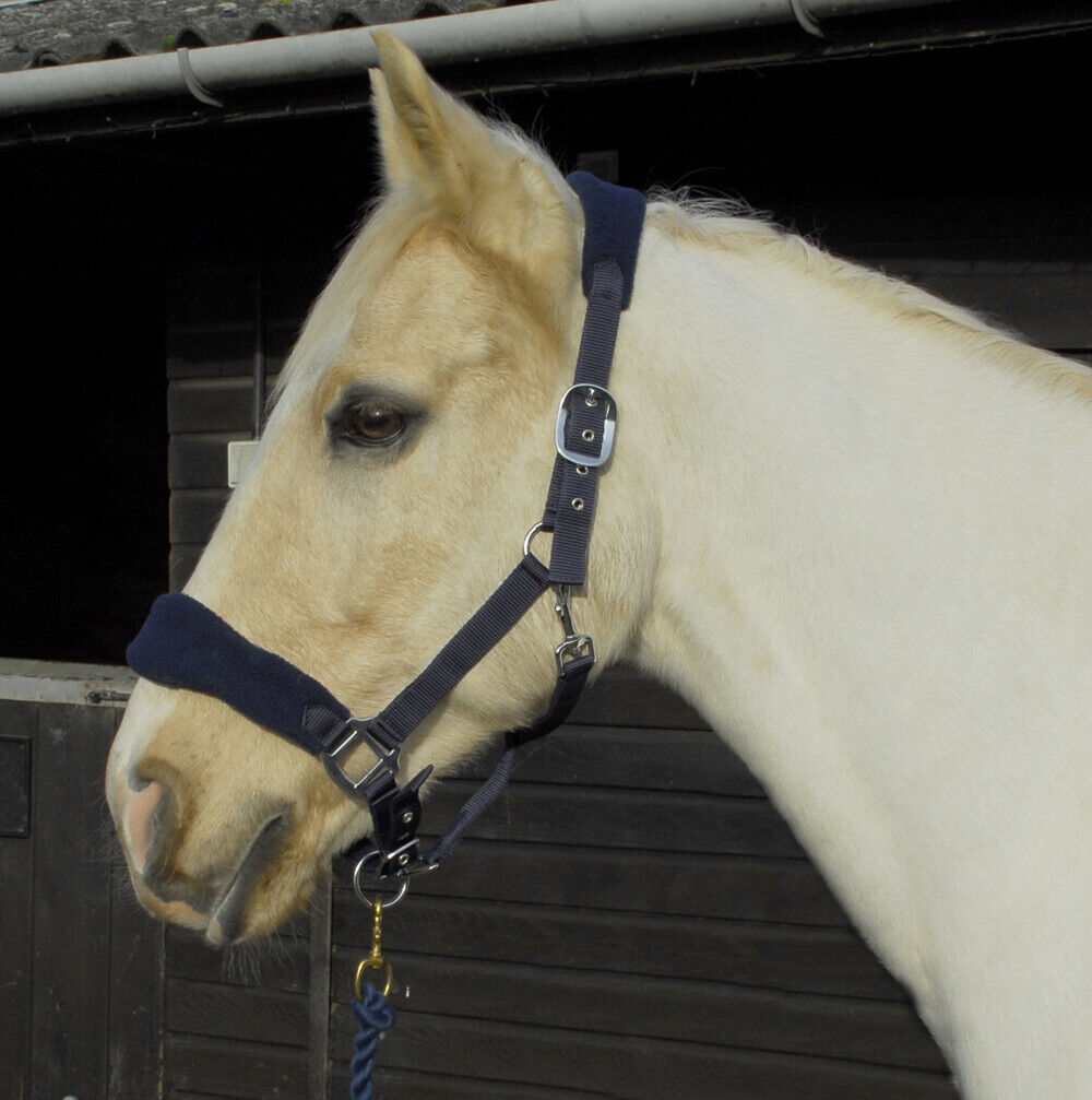 Picture of Rhinegold Comfort Padded Headcollar And Lead Rope Set | 4 Colours | Adjustable
