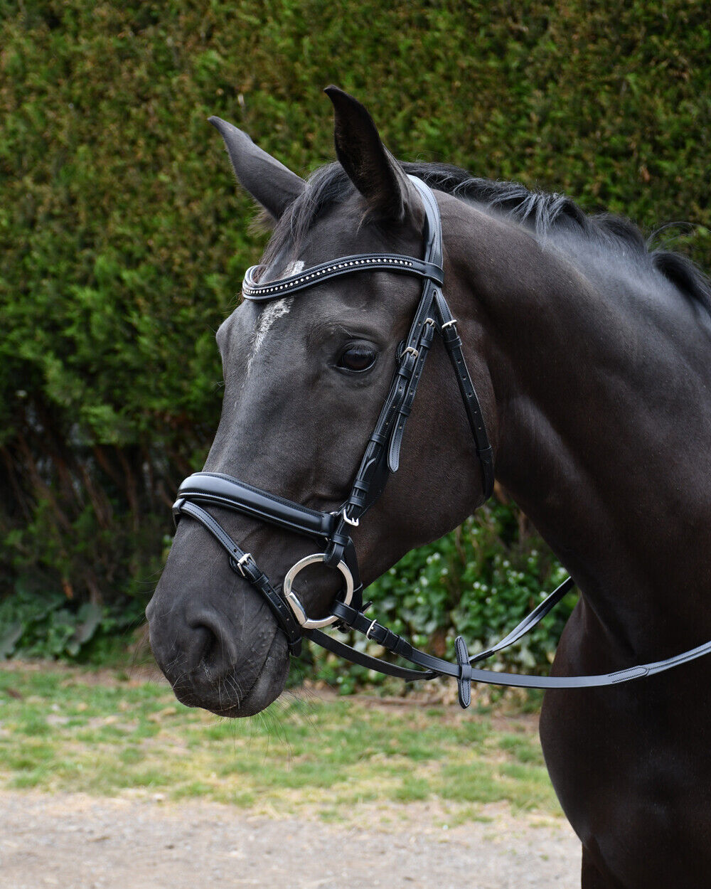 Picture of Rhinegold Italia Luxury Anatomical Flash Bridle | Black, Havana | 4 Sizes