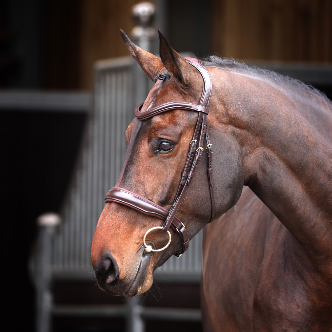 Picture of Bridle, Shires Velociti Lusso Elite Padded Cavesson Bridle, Black, Havana,4 Size