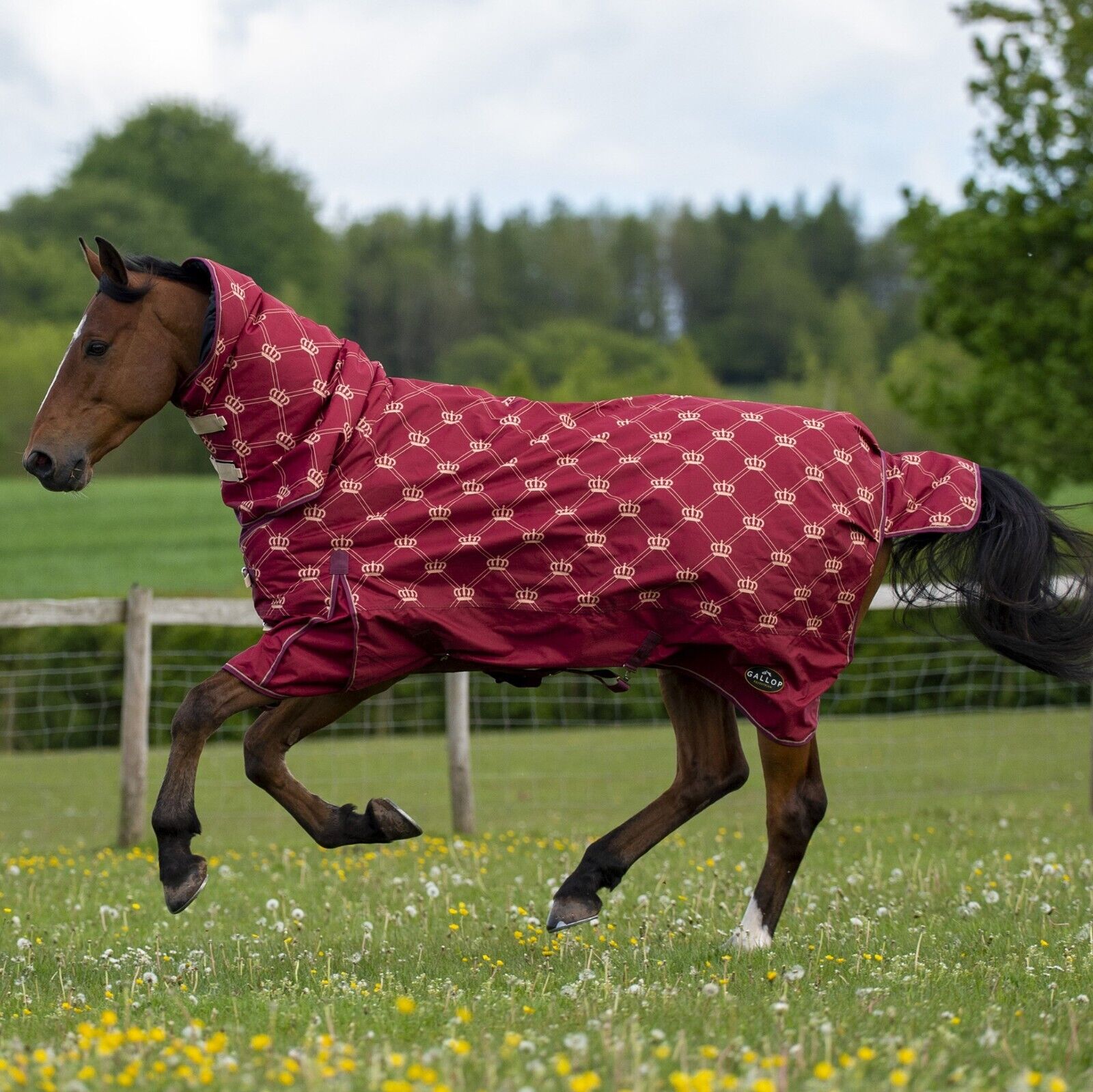 Picture of Mediumweight Horse Turnout Rug | Gallop Trojan Monarch 200g Full Neck Combo Rug