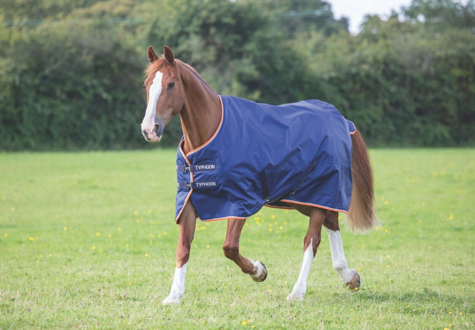 Picture of Shires Typhoon 100g Lightweight Horse/Pony Turnout Rug | Navy | Outdoor