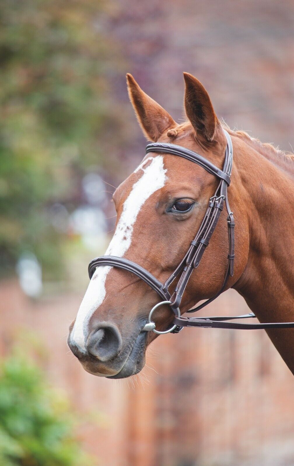 Picture of Shires Avignon Padded Raised Cavesson Leather Horse / Pony Bridle | 3 Colours