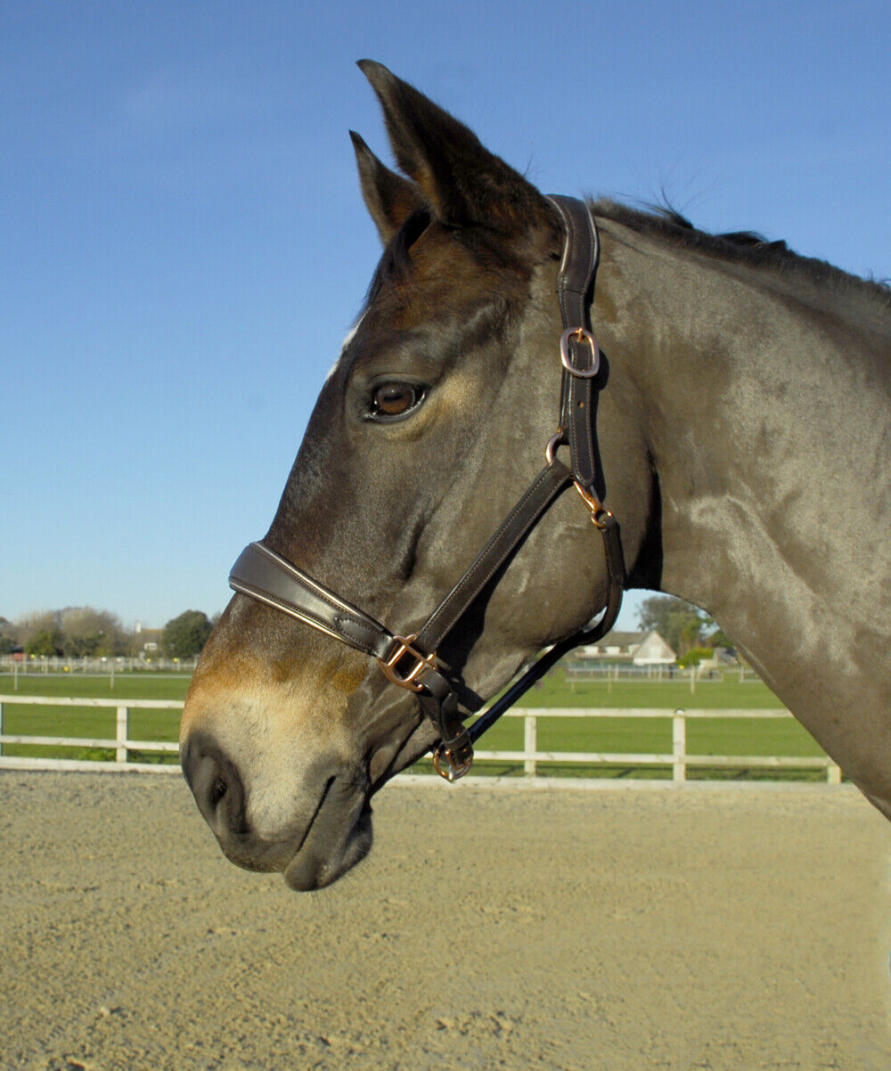 Picture of Rhinegold Rocco Italia Turin Leather Headcollar |Dual Adjustable | Black Havana