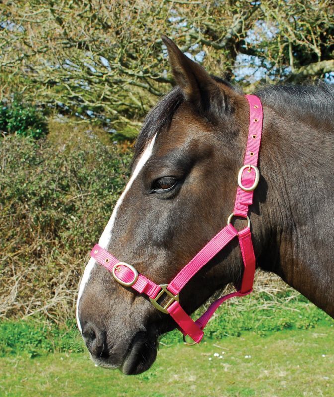 Picture of Rhinegold Nylon Horse/Pony Headcollar | Adjustable | 18 Colours | 4 Sizes