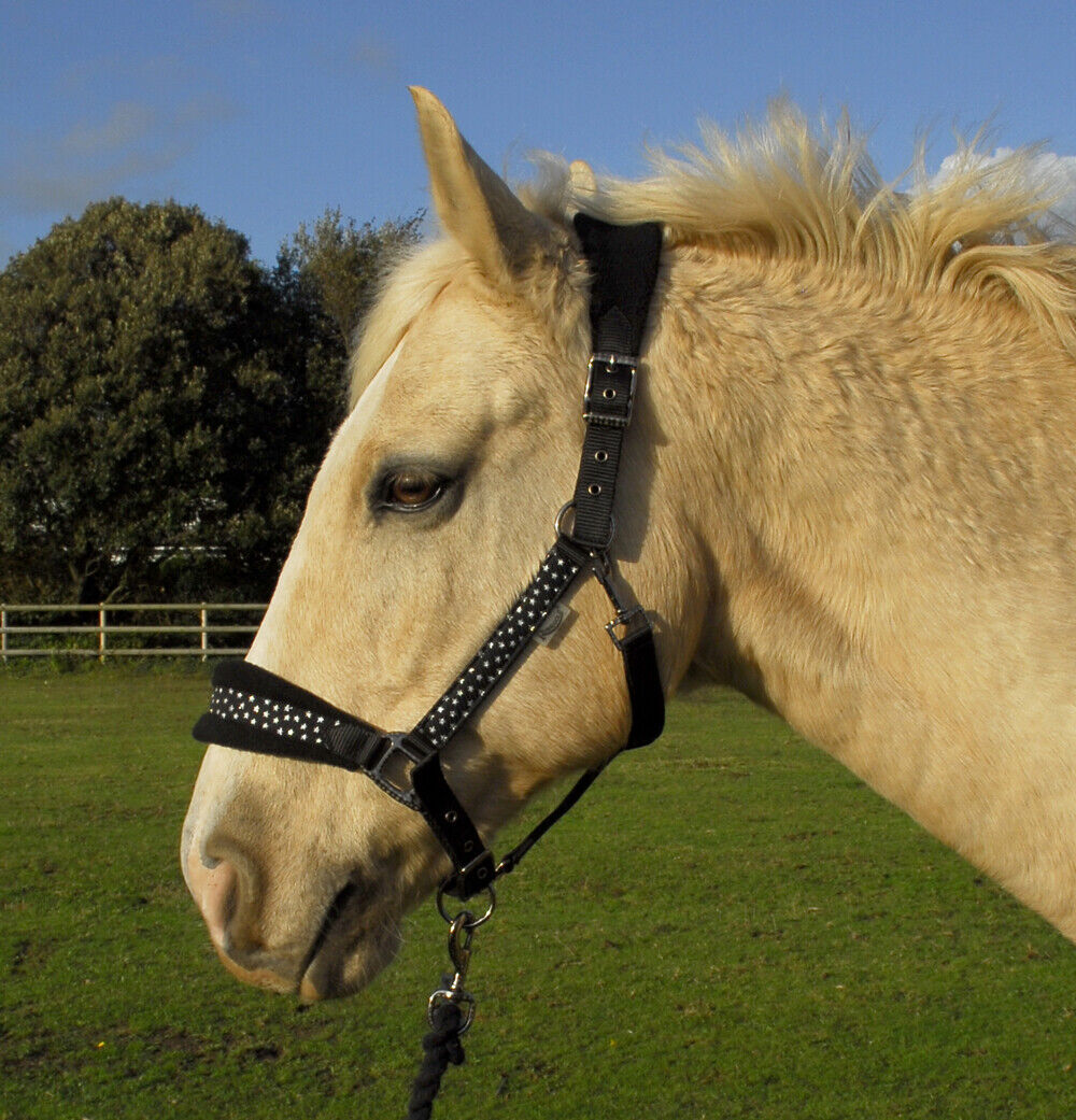 Picture of Rhinegold Star Spangled Headcollar & Rope Set | 4 Colours | Adjustable | 4 Sizes